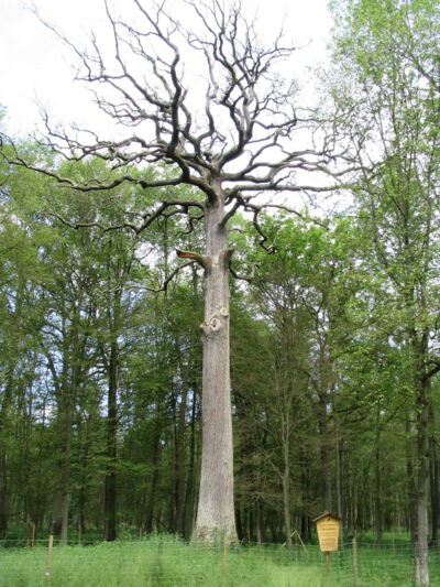Der Eichenkönig. Um 2010 herum, noch mit Krone Eichenkönig