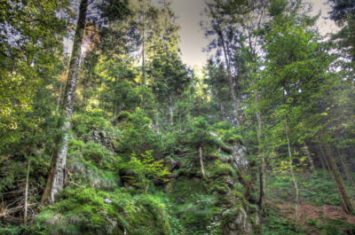 mystische Stimmung im Schwarzwald Schwarzwaldstimmung